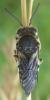 Coelioxys conoidea